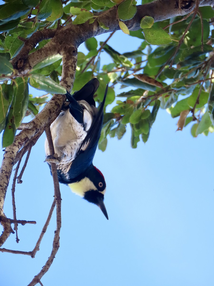Acorn Woodpecker - ML643803611