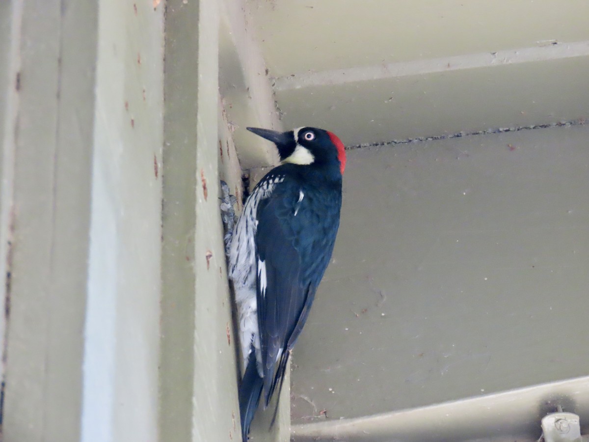 Acorn Woodpecker - ML643803612