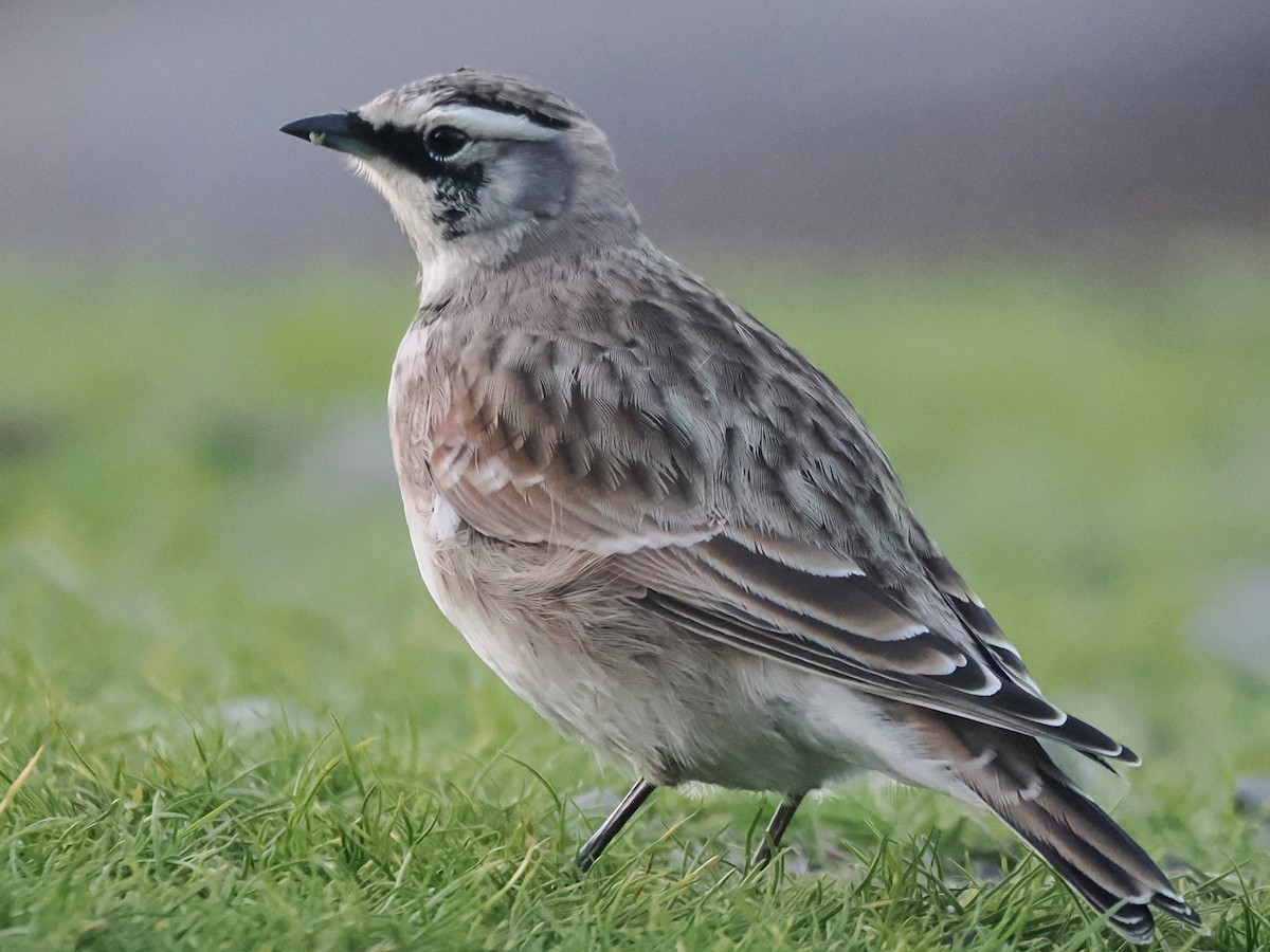 Horned Lark - ML643803648