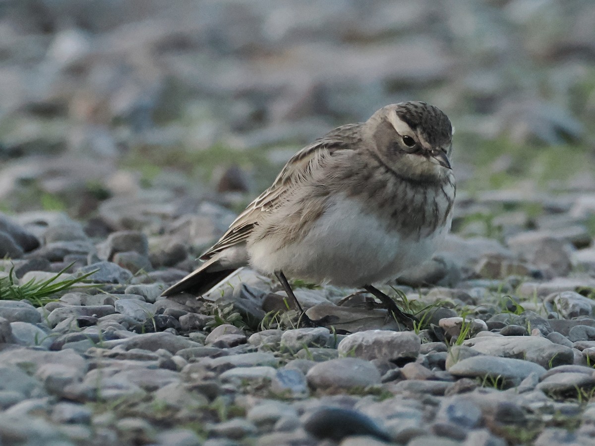 Horned Lark - ML643803658
