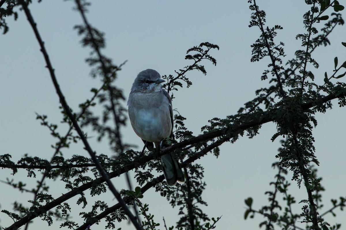 Northern Mockingbird - ML643803659