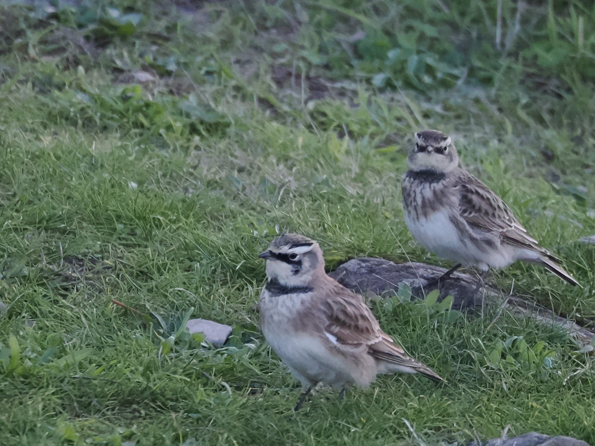 Horned Lark - ML643803667