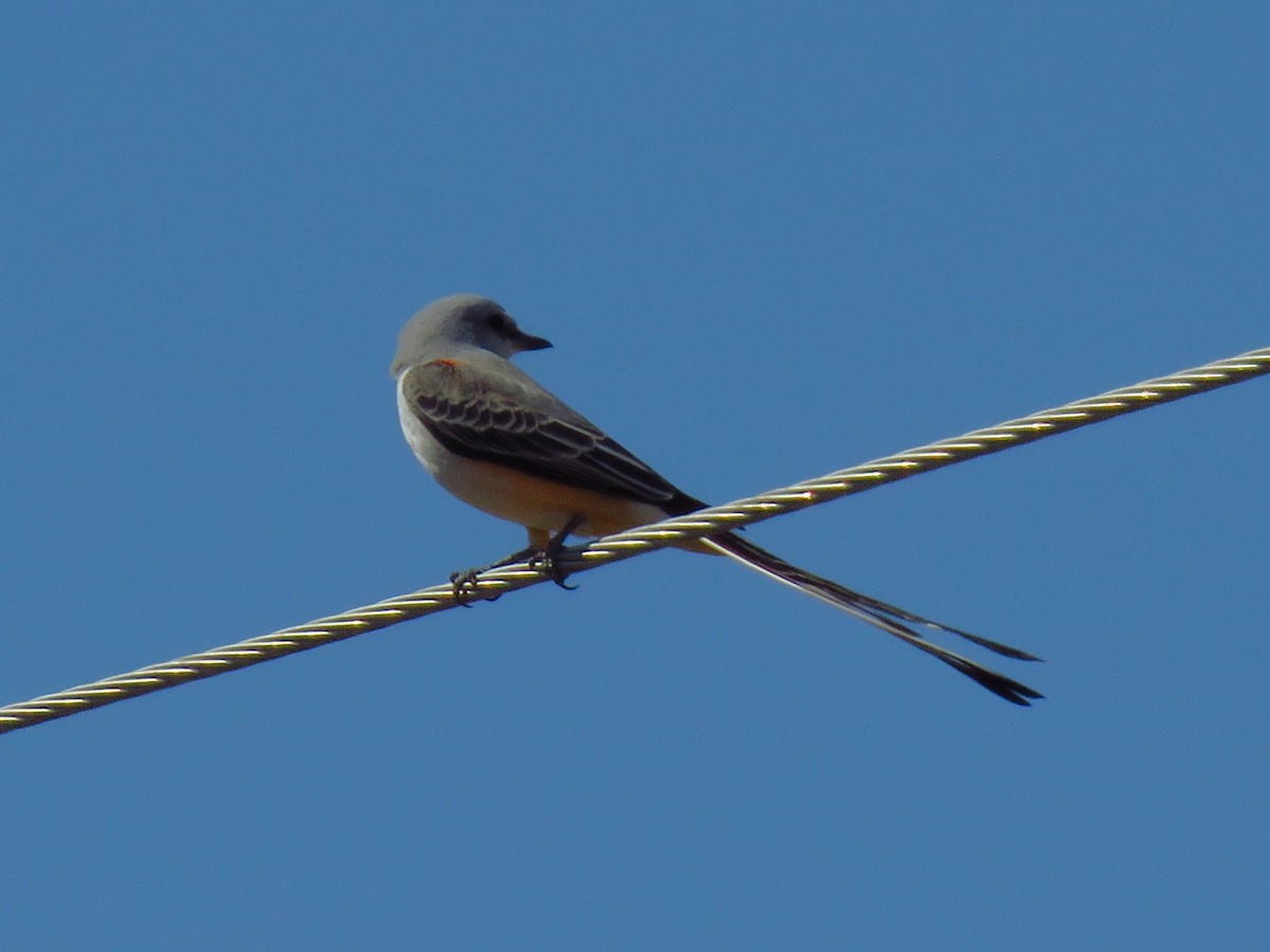 Scissor-tailed Flycatcher - ML643803668