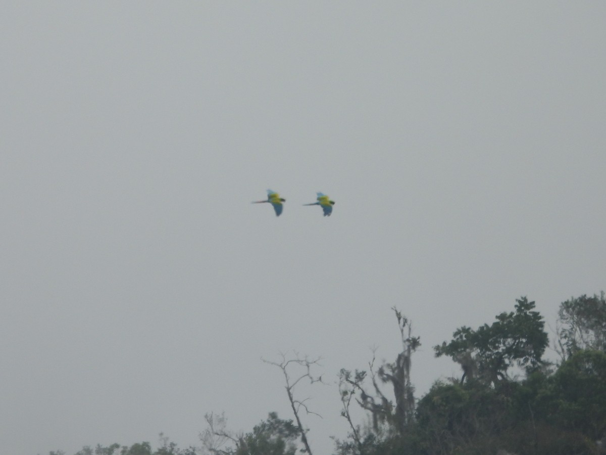 Military Macaw - ML643803677