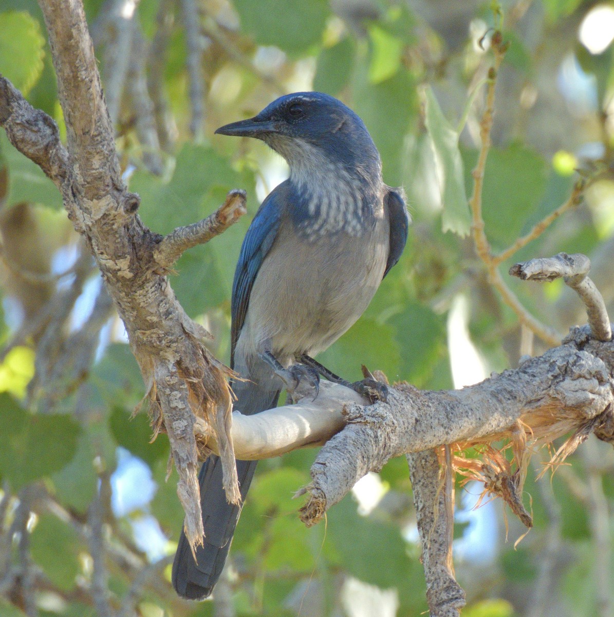 Woodhouse's Scrub-Jay - ML643803713
