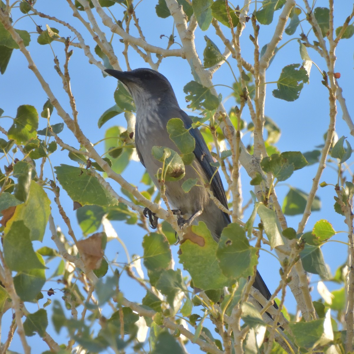 Woodhouse's Scrub-Jay - ML643803716