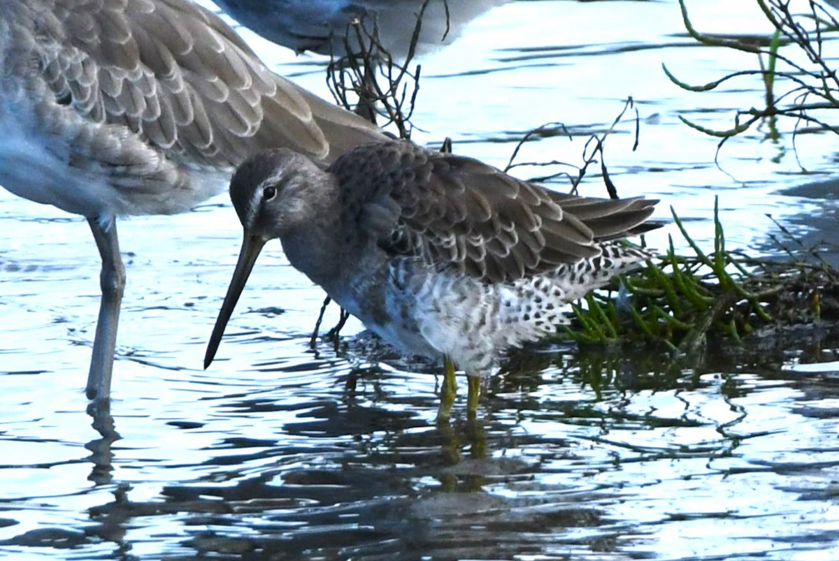 Short-billed Dowitcher - ML643803722