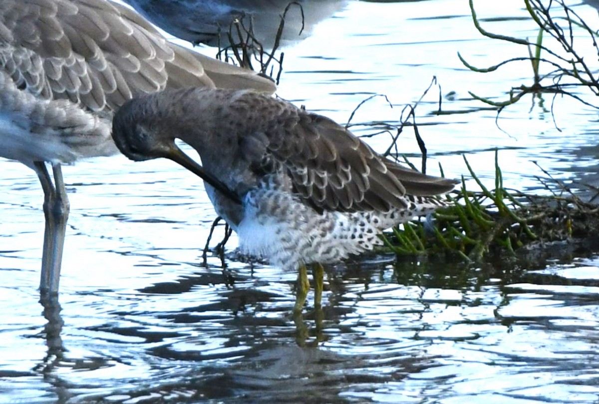 Short-billed Dowitcher - ML643803727