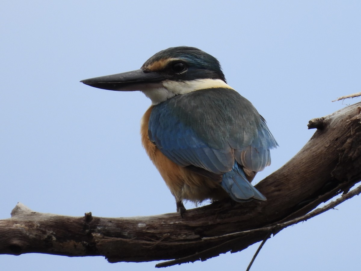 Sacred Kingfisher - ML643803728