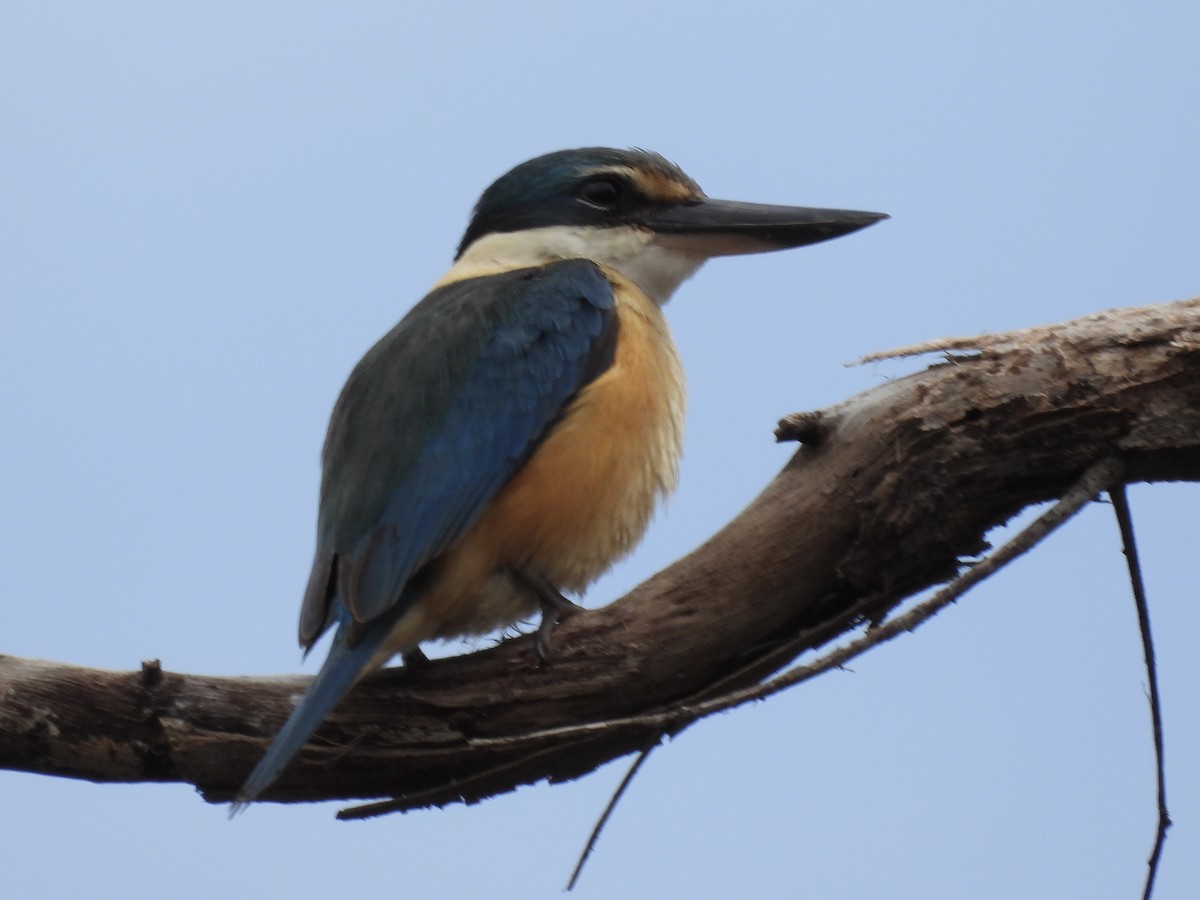 Sacred Kingfisher - ML643803729