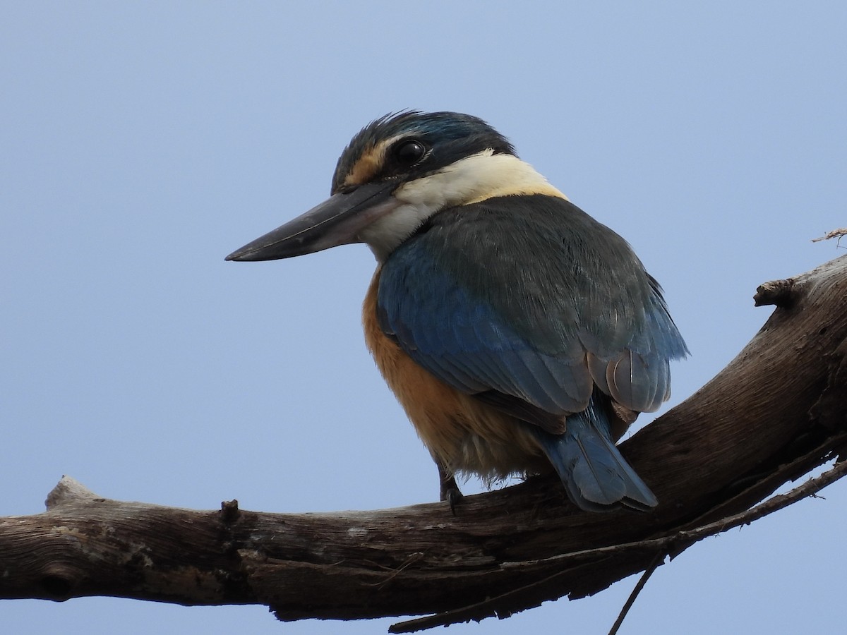 Sacred Kingfisher - ML643803730