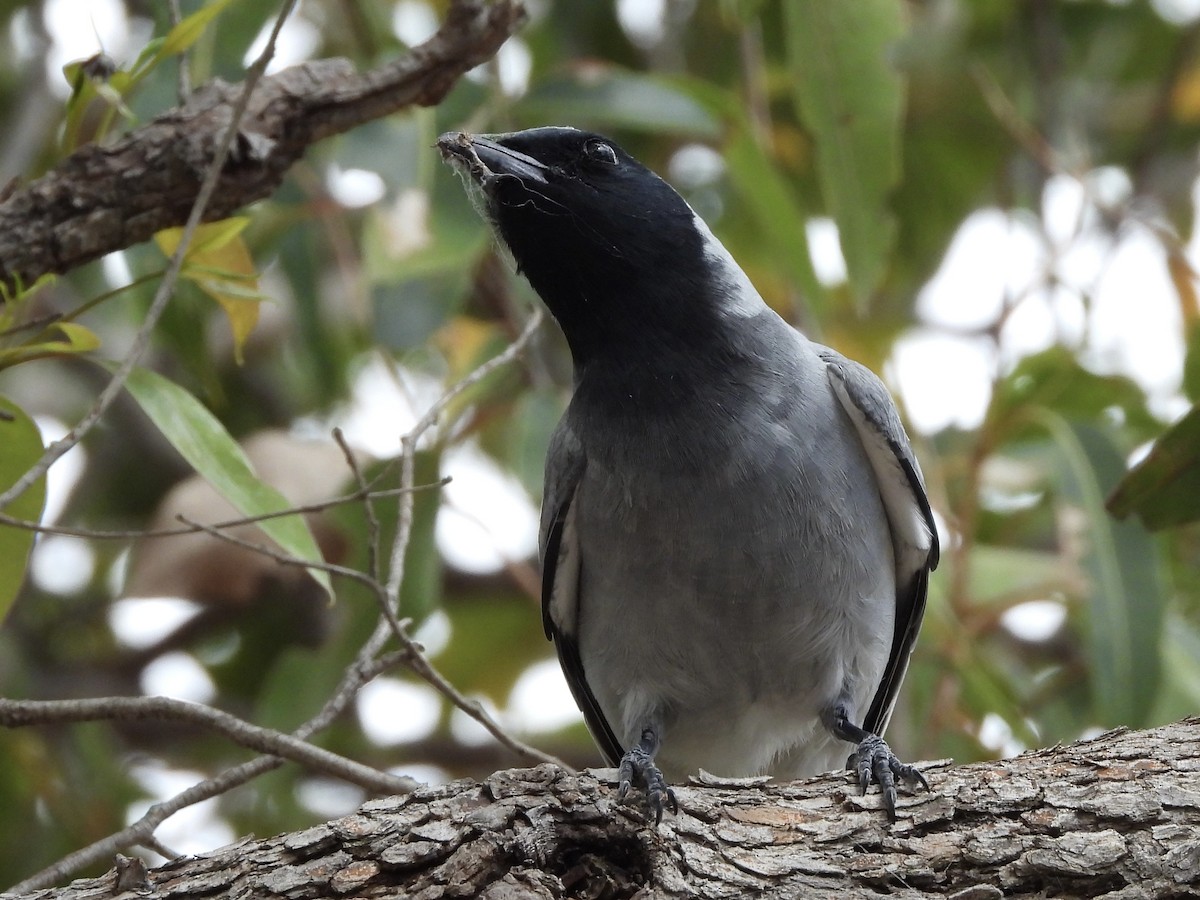 Black-faced Cuckooshrike - ML643803735