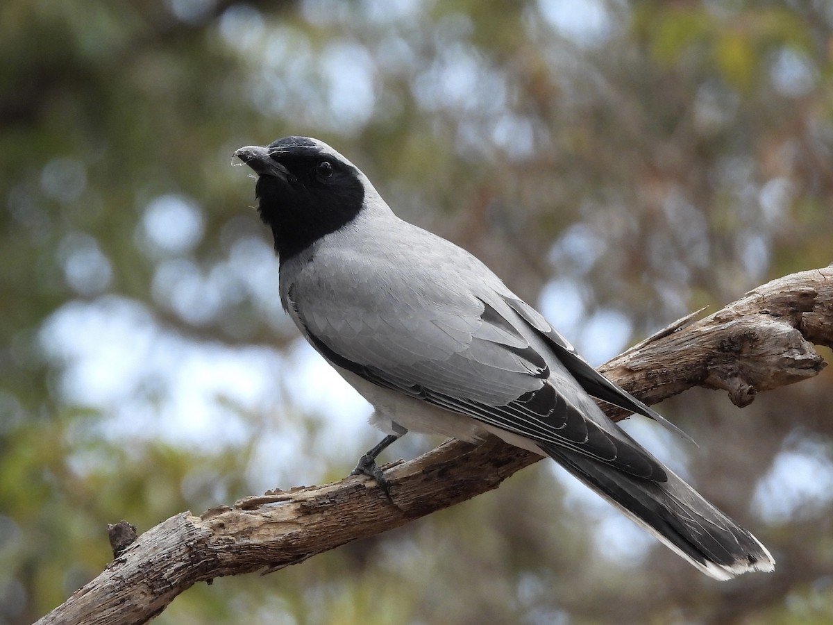 Black-faced Cuckooshrike - ML643803736