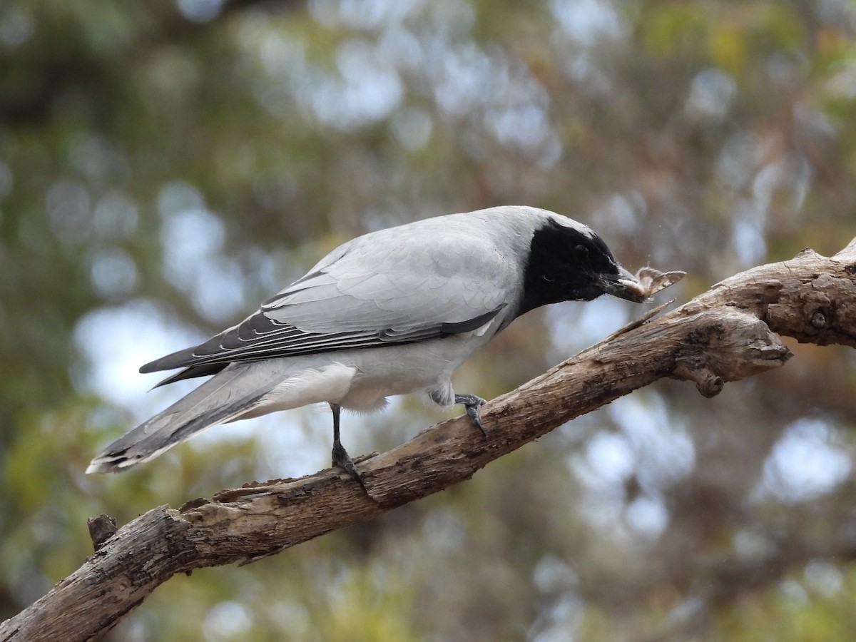 Black-faced Cuckooshrike - ML643803737
