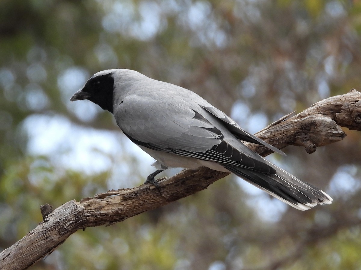 Black-faced Cuckooshrike - ML643803738