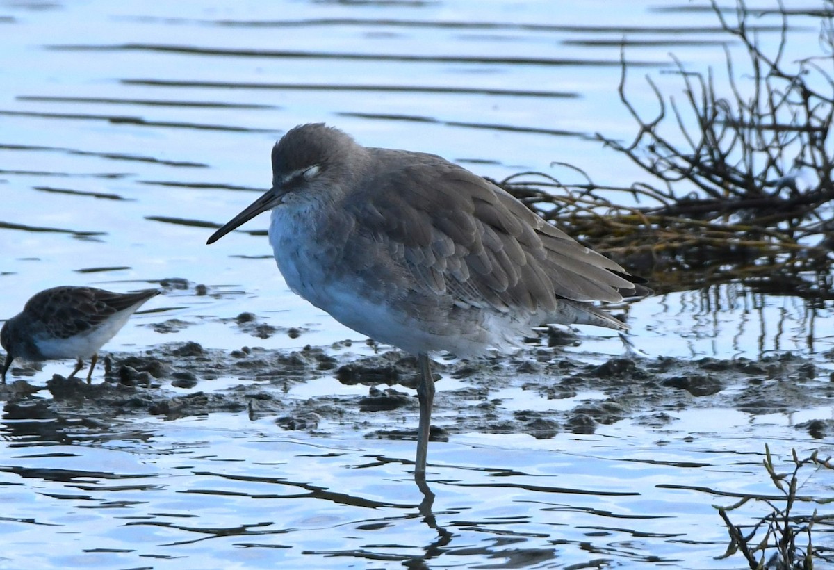 Willet - ML643803739