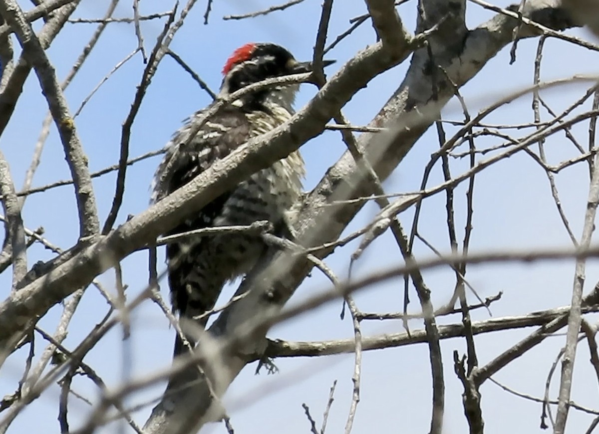 Nuttall's Woodpecker - ML643803747