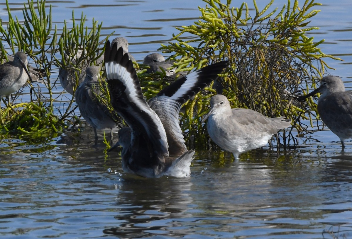 Willet - ML643803749