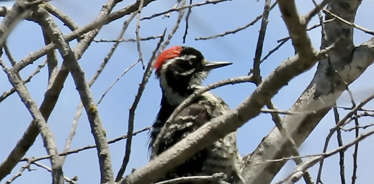 Nuttall's Woodpecker - ML643803753