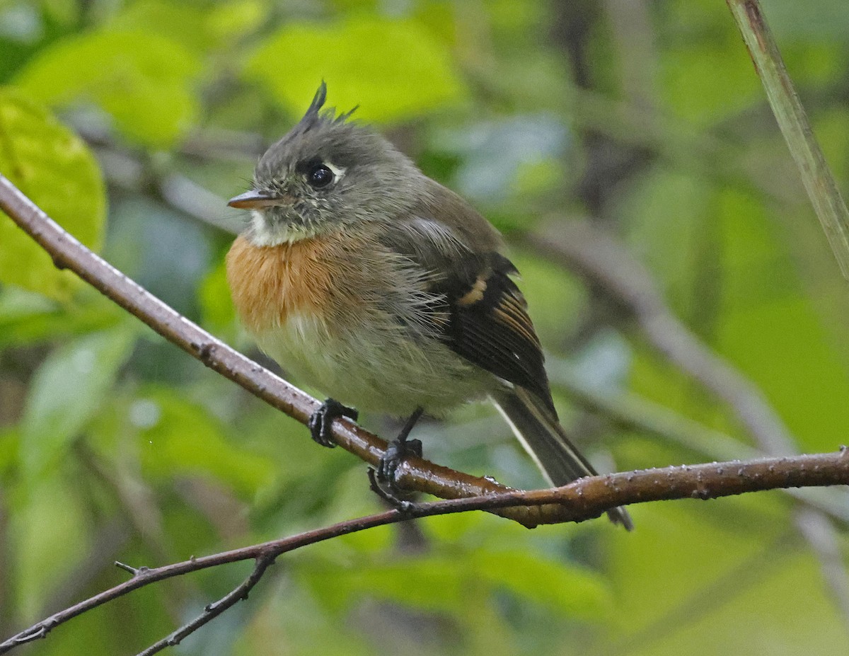 Belted Flycatcher - ML643803755