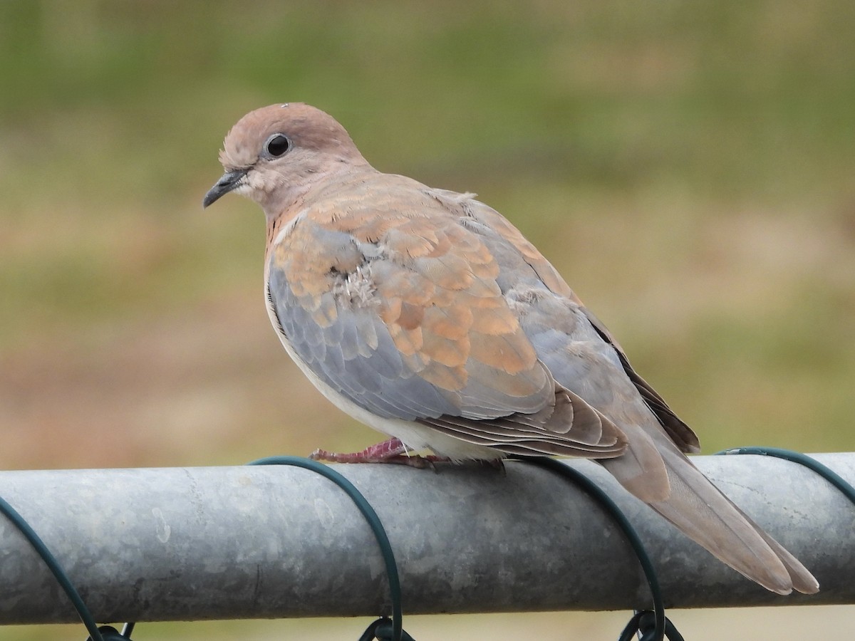 Өөдсөн хүүрзгэнэ - ML643803756