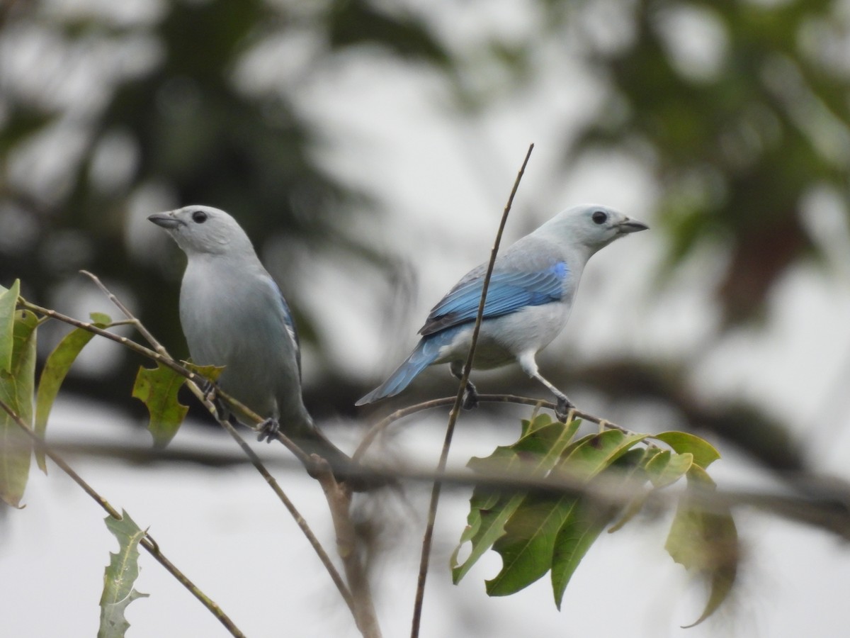Blue-gray Tanager - ML643803757