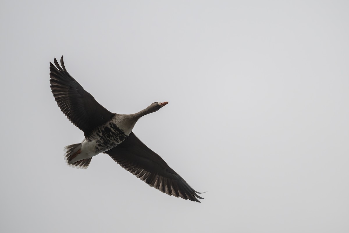Greater White-fronted Goose - ML643803764