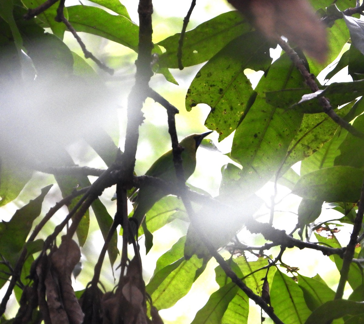 Jerdon's Leafbird - ML643803766