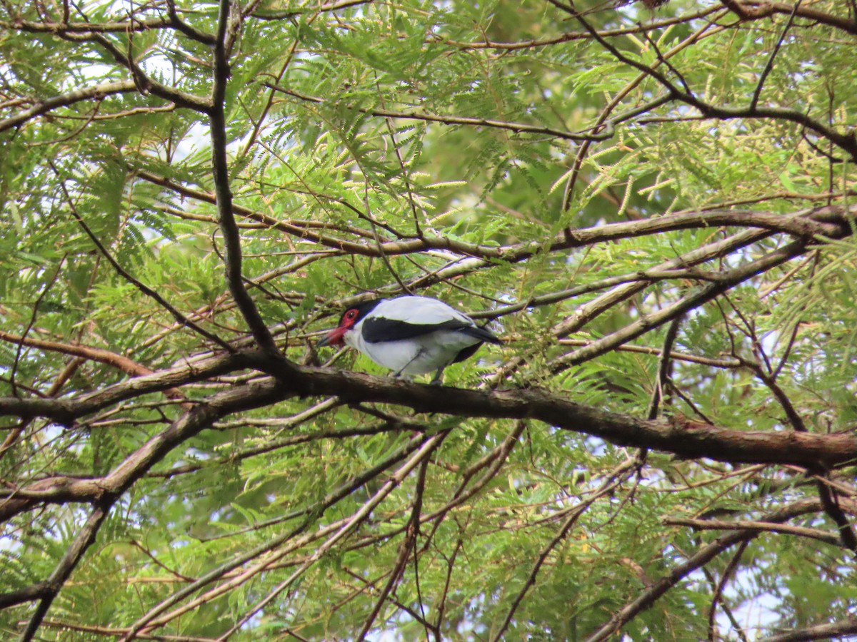 Black-tailed Tityra - ML643803768