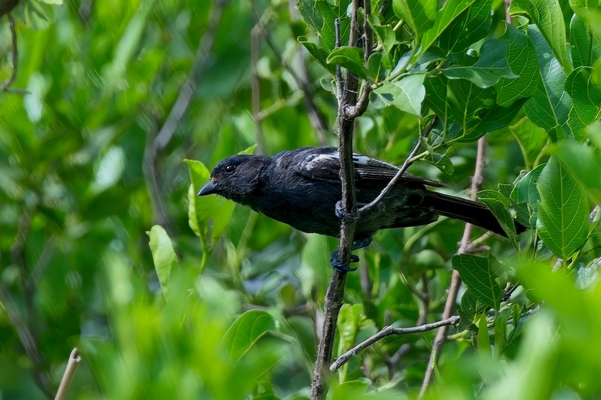 Southern Black-Tit - ML643803769