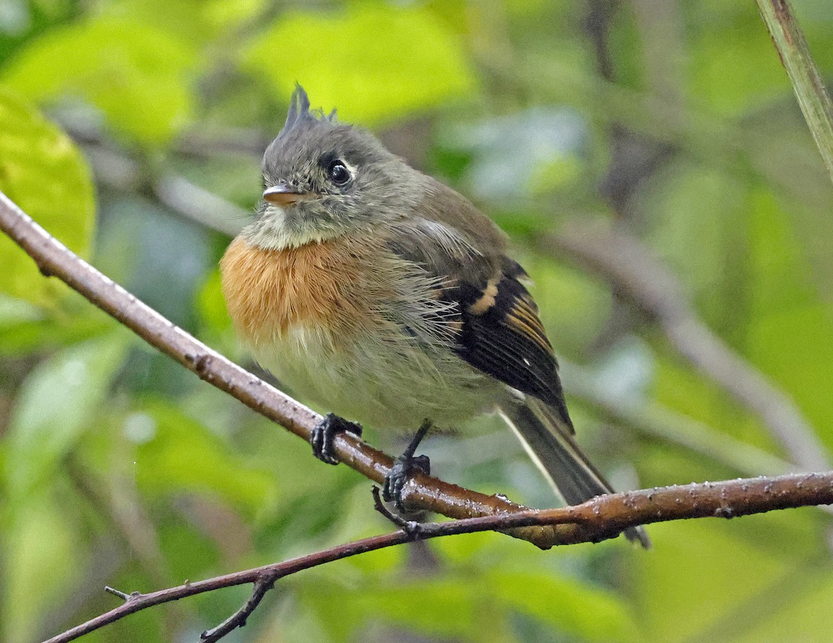 Belted Flycatcher - ML643803778