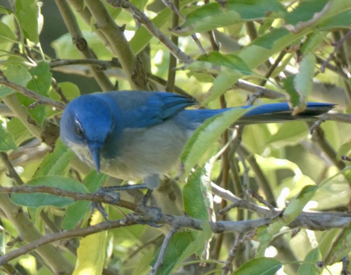 Woodhouse's Scrub-Jay - ML643803794