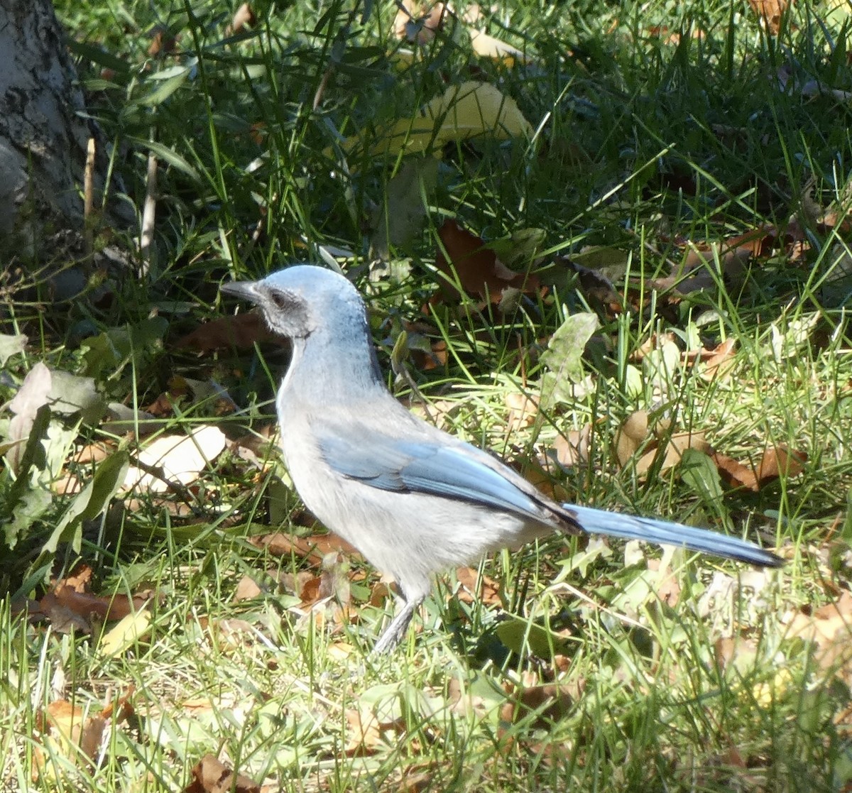 Woodhouse's Scrub-Jay - ML643803799