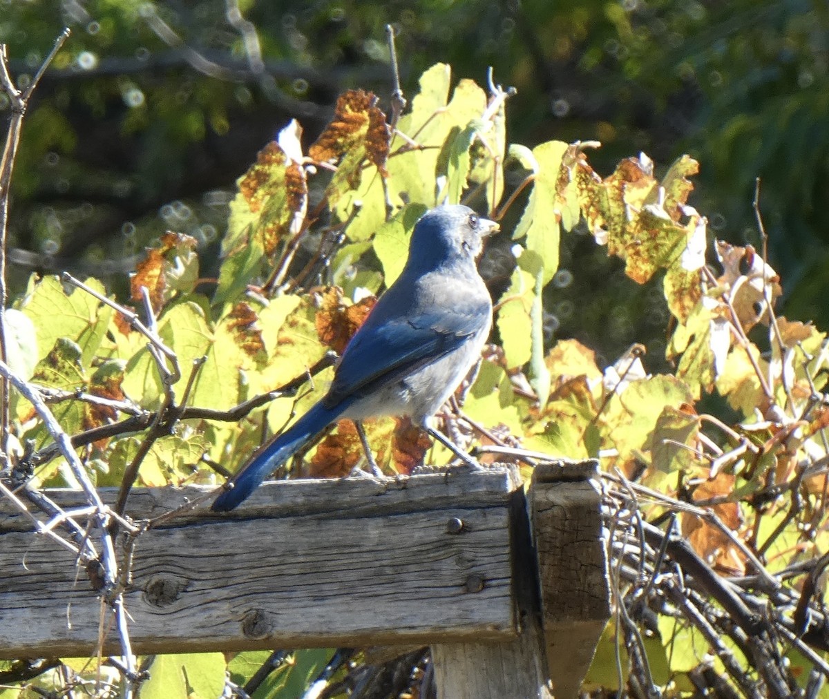 Woodhouse's Scrub-Jay - ML643803807