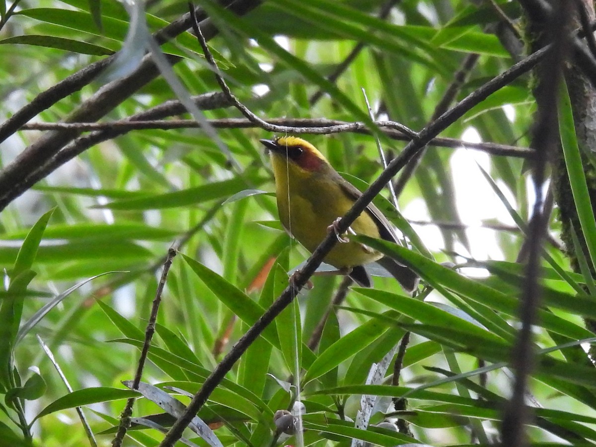 Golden-browed Warbler - ML643803847