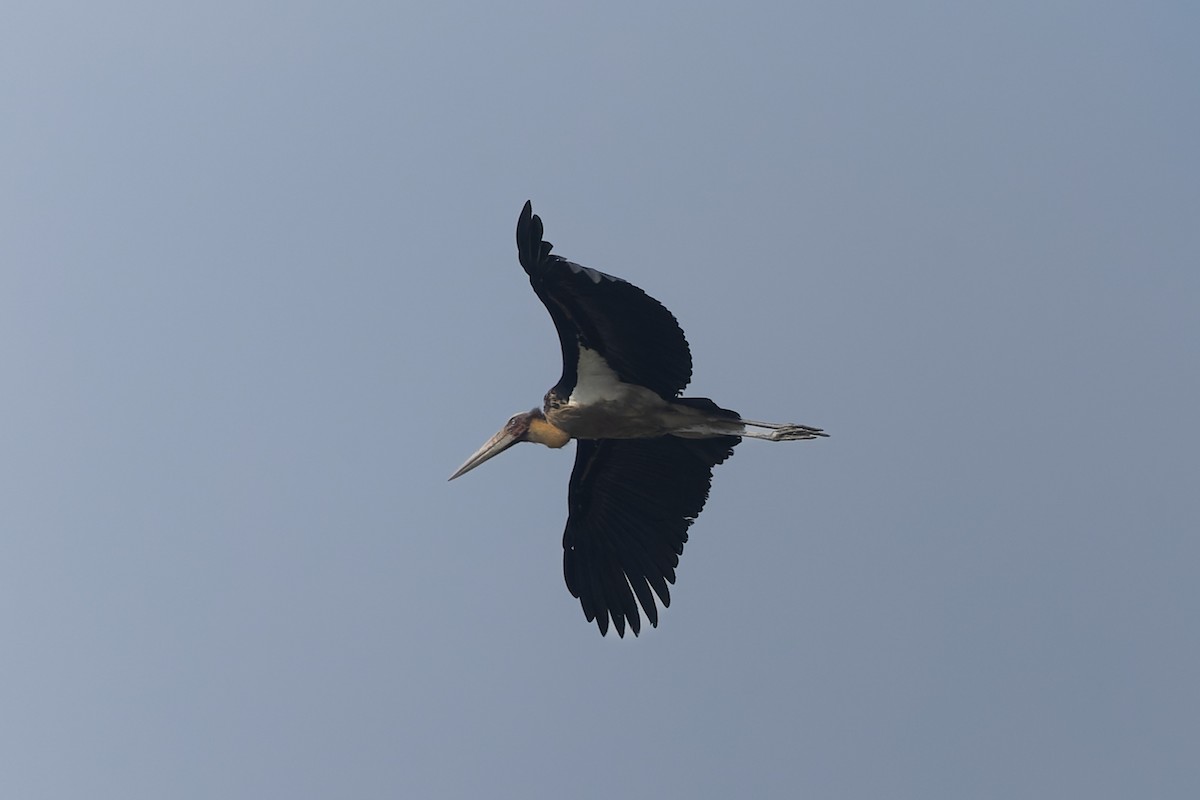 Lesser Adjutant - ML643803853