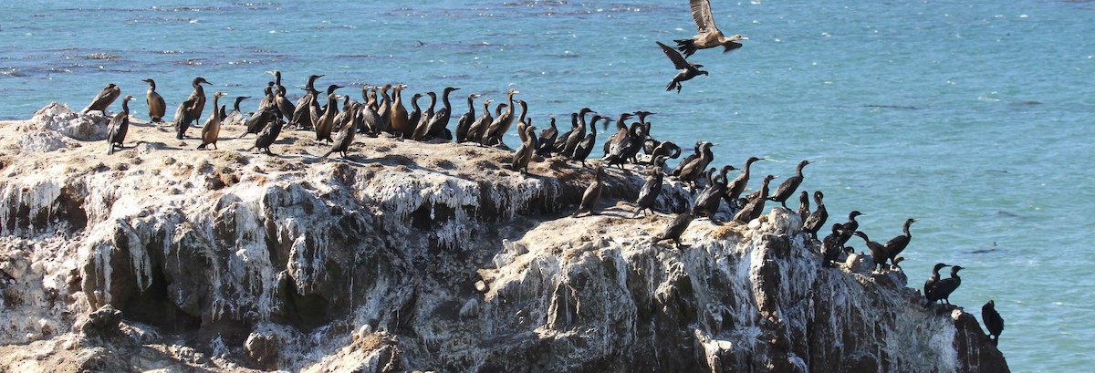 Brandt's Cormorant - ML643803860