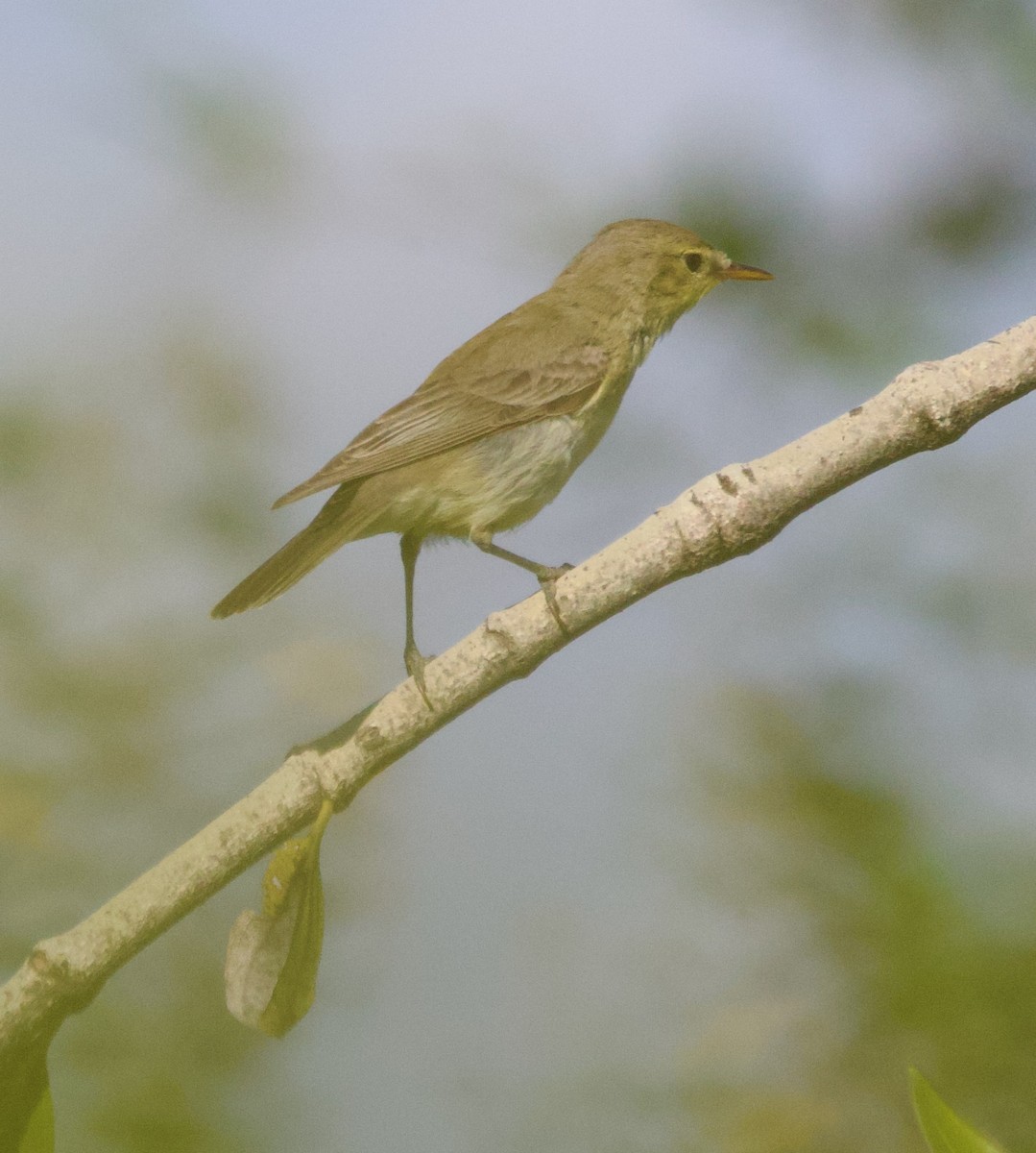 Willow Warbler - ML643803867