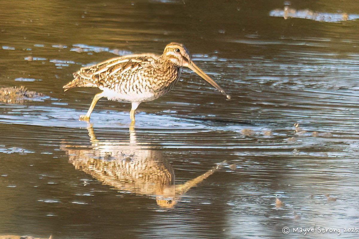 Wilson's Snipe - ML643803872