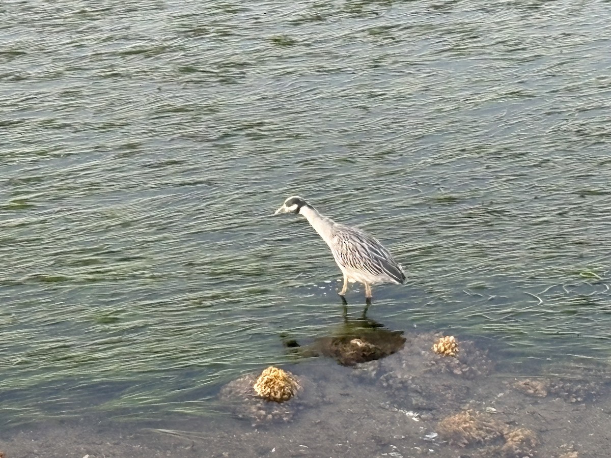 Yellow-crowned Night Heron - ML643803887