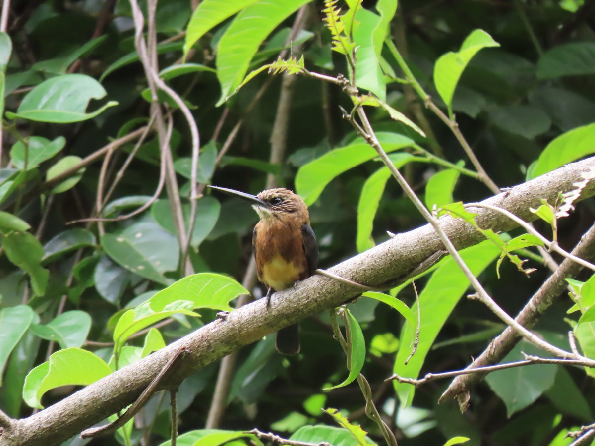 Brown Jacamar - ML643803888