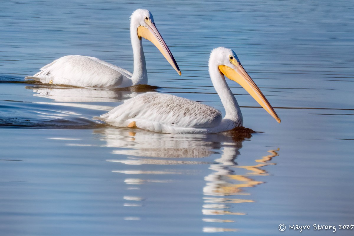 American White Pelican - ML643803892