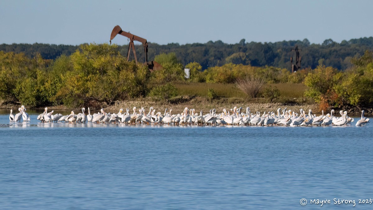 American White Pelican - ML643803893