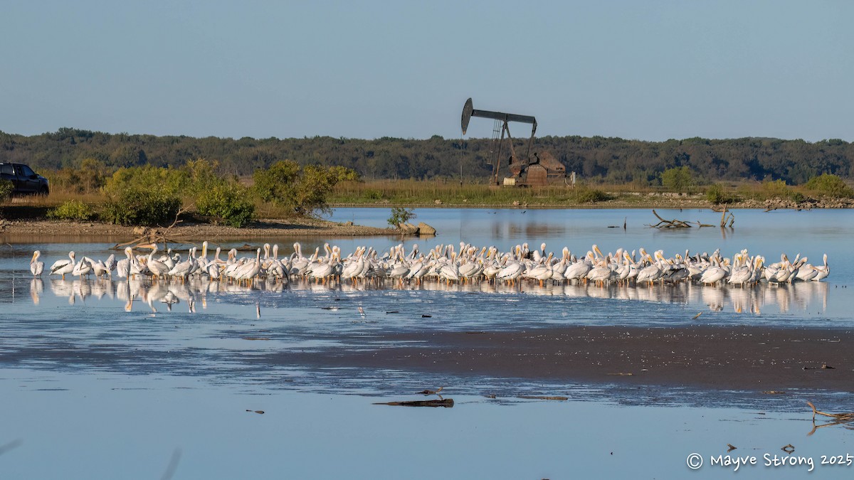 American White Pelican - ML643803894