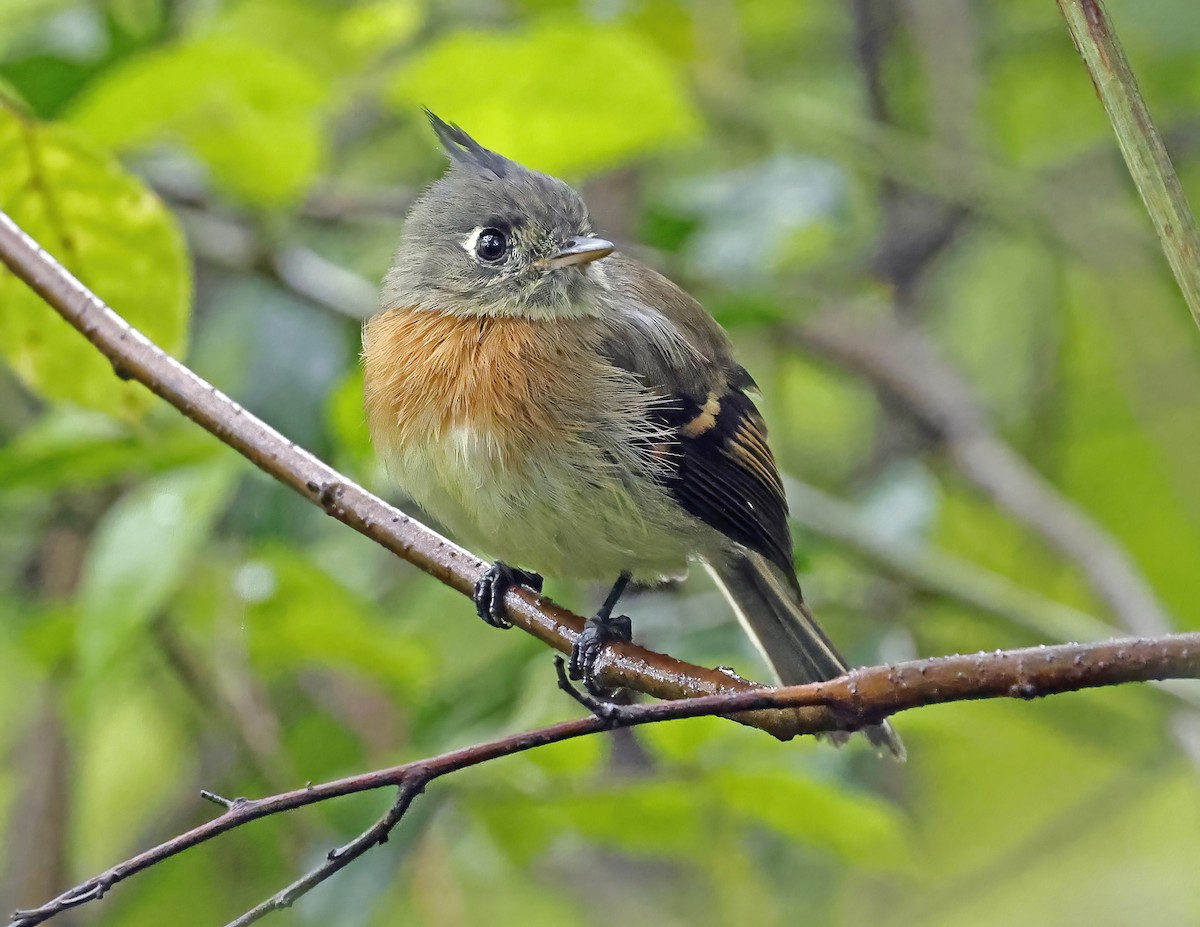Belted Flycatcher - ML643803896