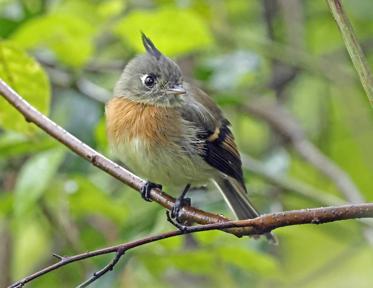 Belted Flycatcher - ML643803897