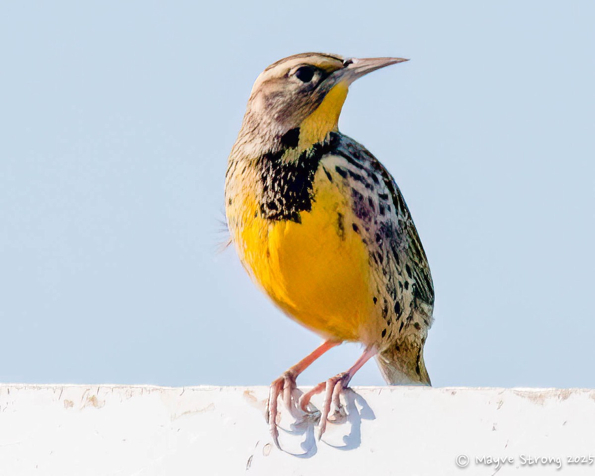 Western Meadowlark - ML643803908