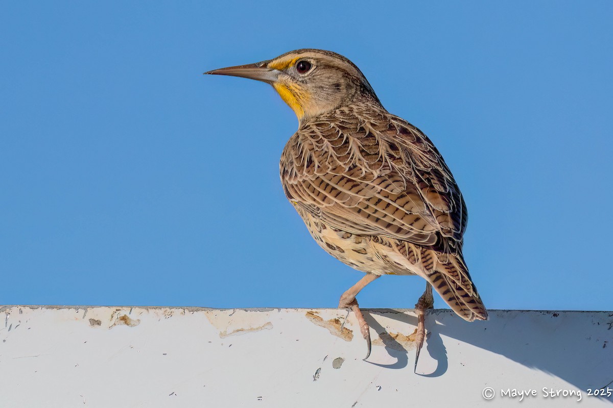 Western Meadowlark - ML643803909