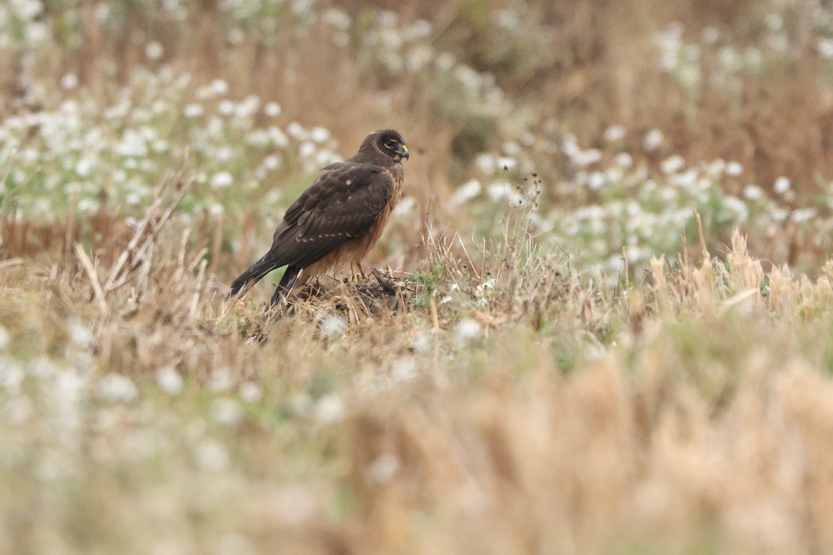 Northern Harrier - ML643803917