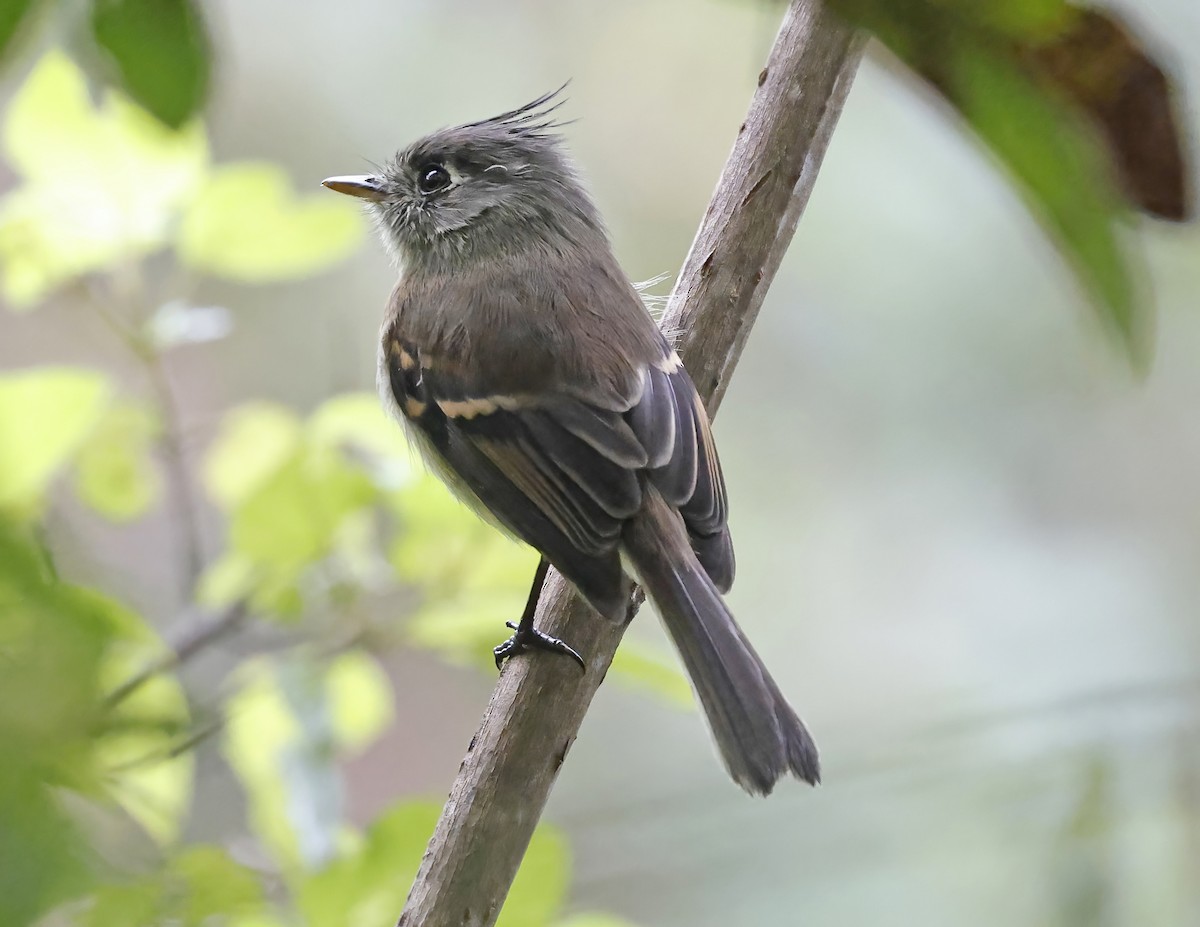 Belted Flycatcher - ML643803947